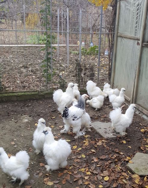 2017-11-23 13.35.23 (4) - 3--matase japoneza