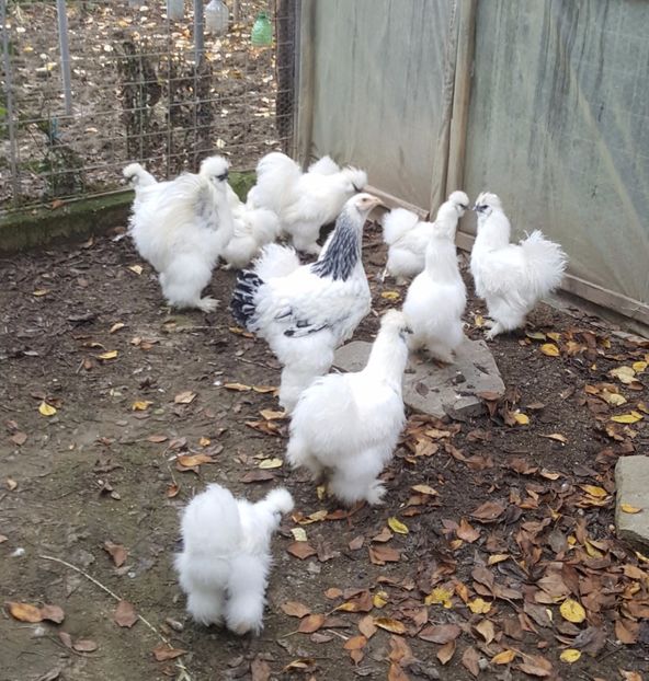 2017-11-23 13.35.27 (3) - 3--matase japoneza