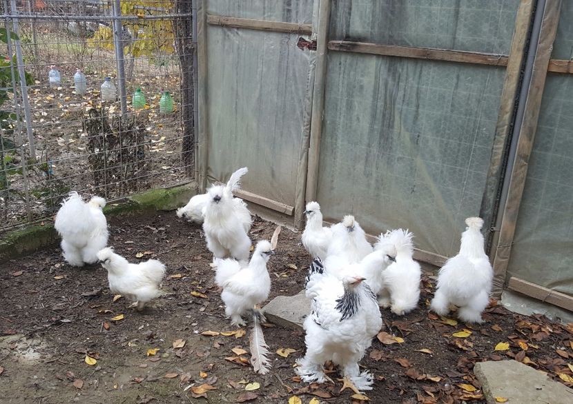 2017-11-23 13.35.39-2 (2) - 3--matase japoneza