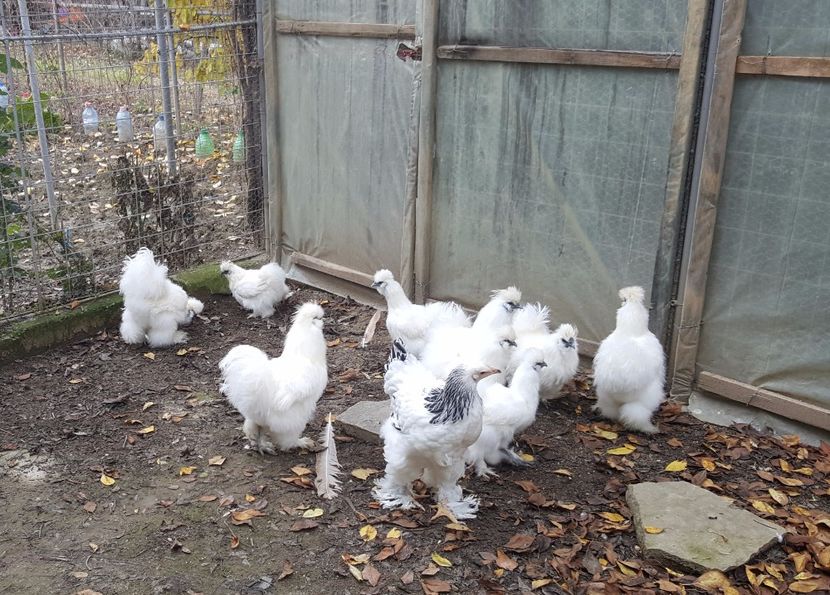 2017-11-23 13.35.42 (2) - 3--matase japoneza