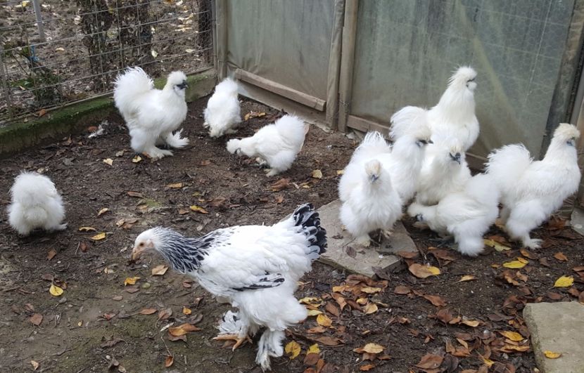 2017-11-23 13.35.53 (2) - 3--matase japoneza