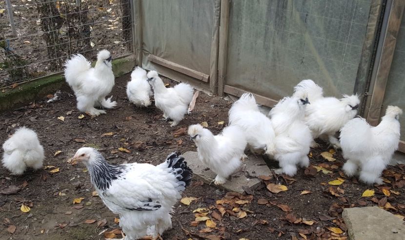 2017-11-23 13.35.54 (2) - 3--matase japoneza