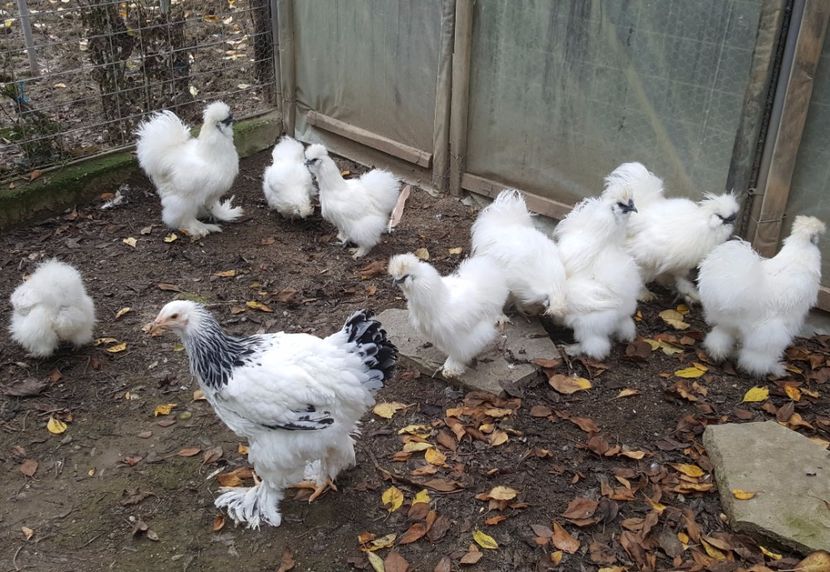 2017-11-23 13.35.54 (3) - 3--matase japoneza