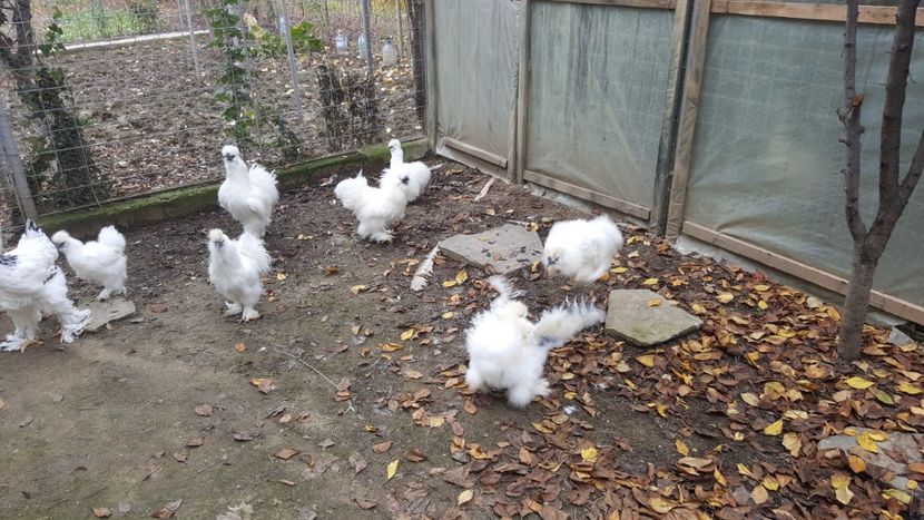 2017-11-23 13.36.04 - 3--matase japoneza