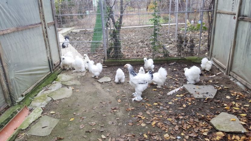 2017-11-23 13.36.36 - 3--matase japoneza