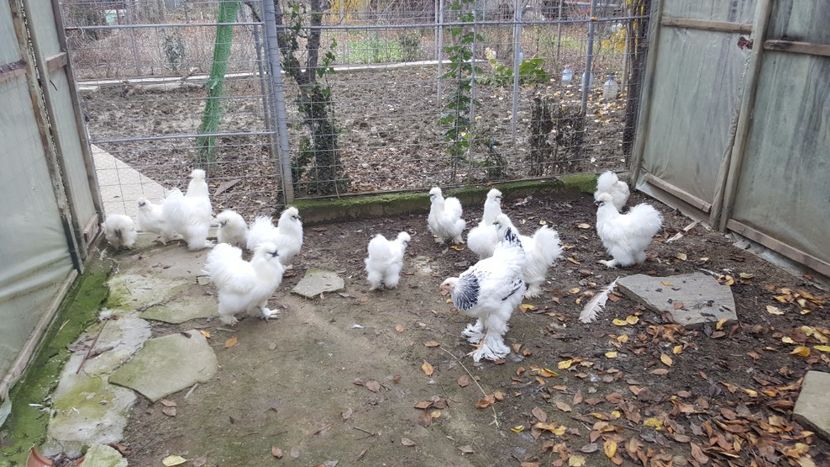 2017-11-23 13.36.40 - 3--matase japoneza