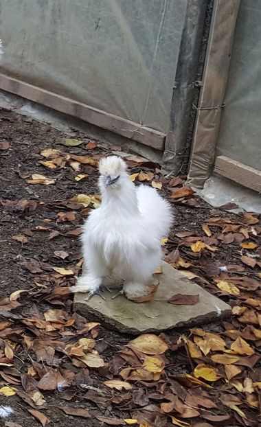 2017-11-23 13.36.59 (2) - 3--matase japoneza