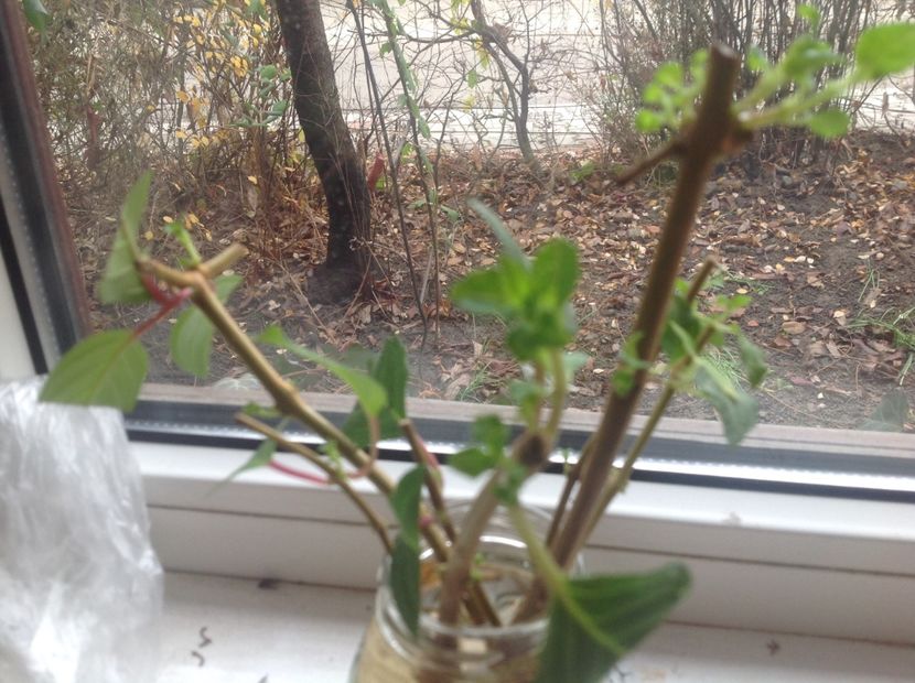  - Tăiere de igienizare fucsia