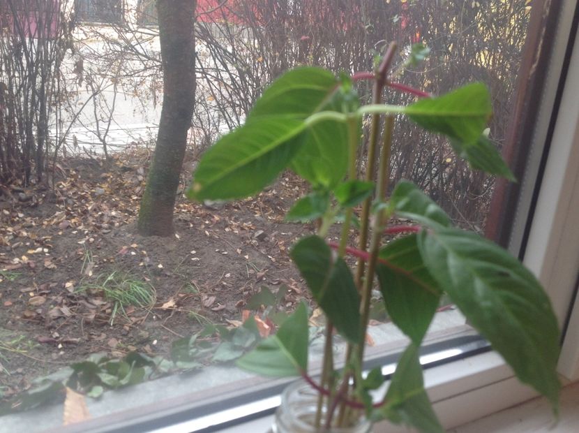  - Tăiere de igienizare fucsia