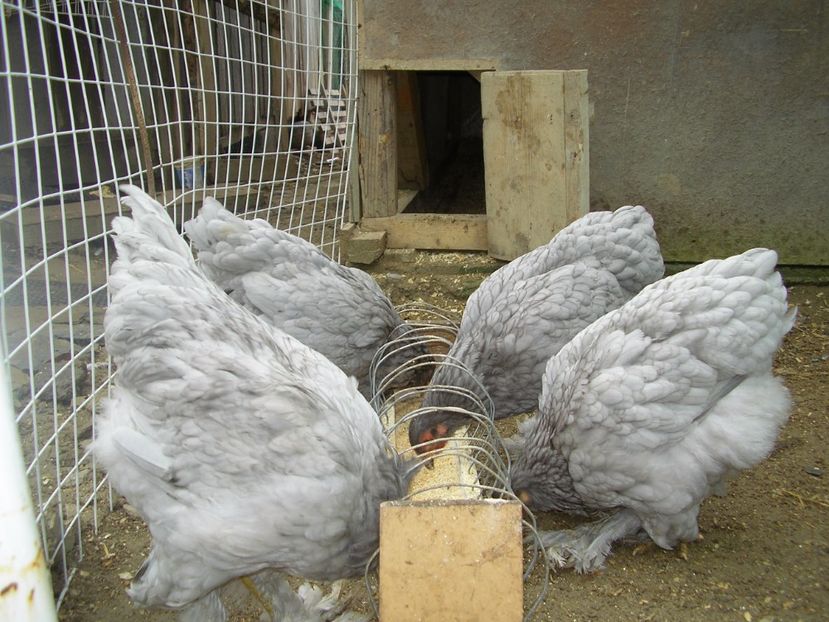 SANY0018 - Arhiva pasari vandute