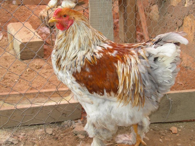 SANY0049 - Arhiva pasari vandute