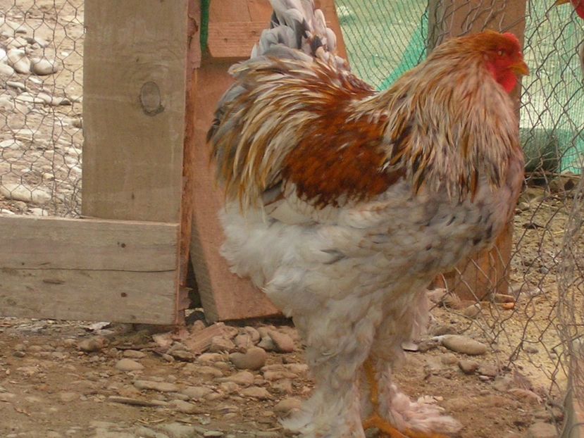 SANY0050 - Arhiva pasari vandute