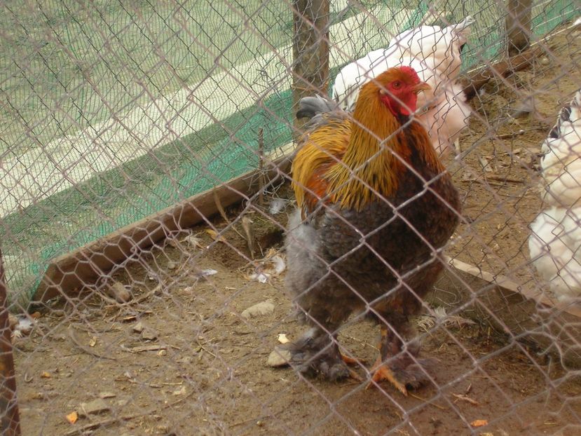 SANY0053 - Arhiva pasari vandute