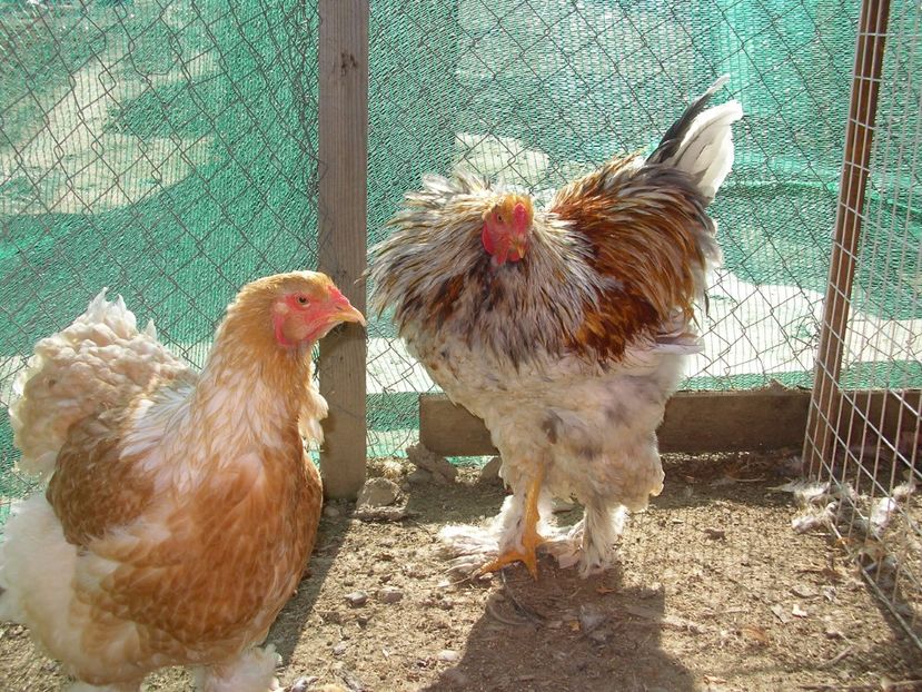 SANY0064 - Arhiva pasari vandute