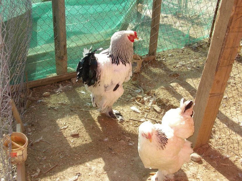 SANY0065 - Arhiva pasari vandute