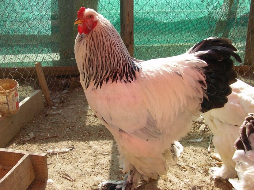 SANY0066 - Arhiva pasari vandute