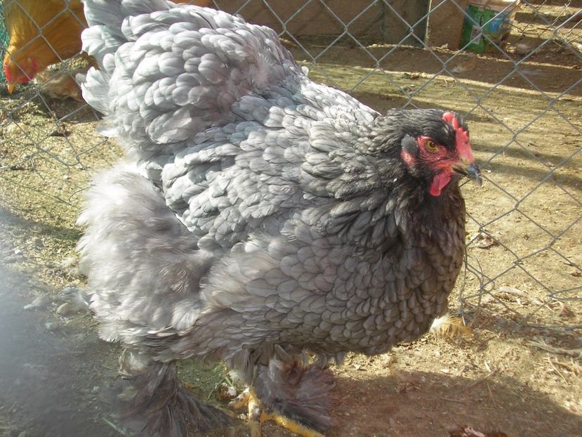 SANY0071 - Arhiva pasari vandute