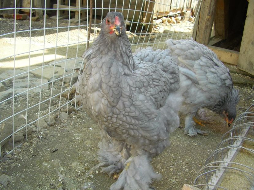 SANY0073 - Arhiva pasari vandute