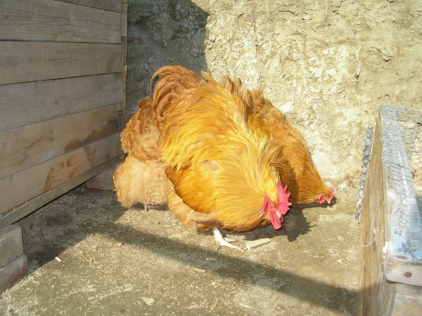 SANY0076 - Arhiva pasari vandute