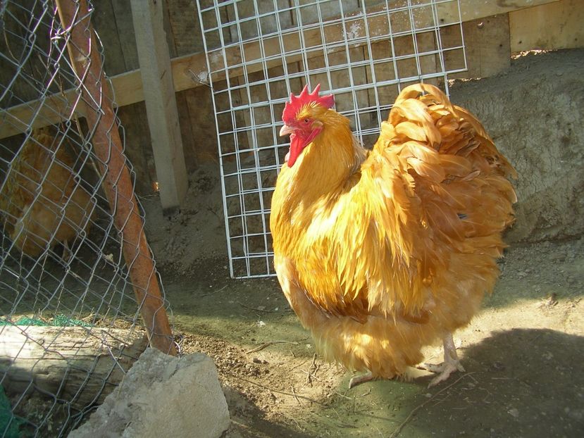 SANY0079 - Arhiva pasari vandute