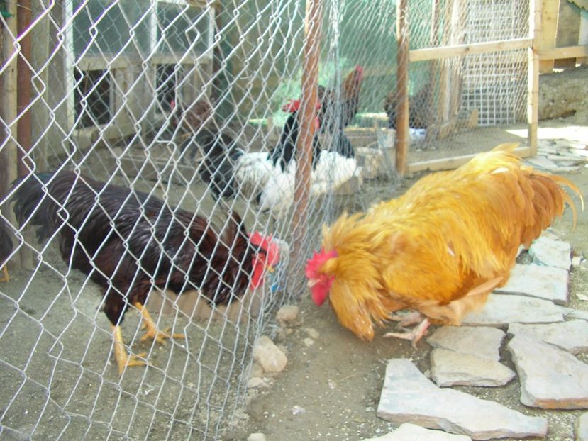 SANY0086 - Arhiva pasari vandute