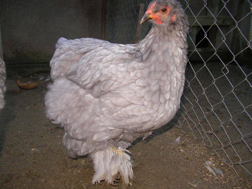 SANY0108 - Arhiva pasari vandute