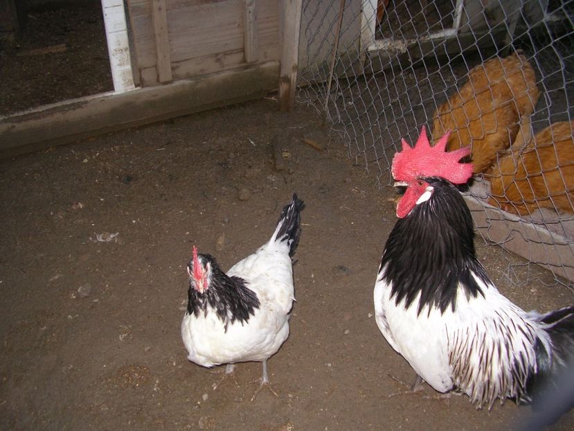 SANY0109 - Arhiva pasari vandute