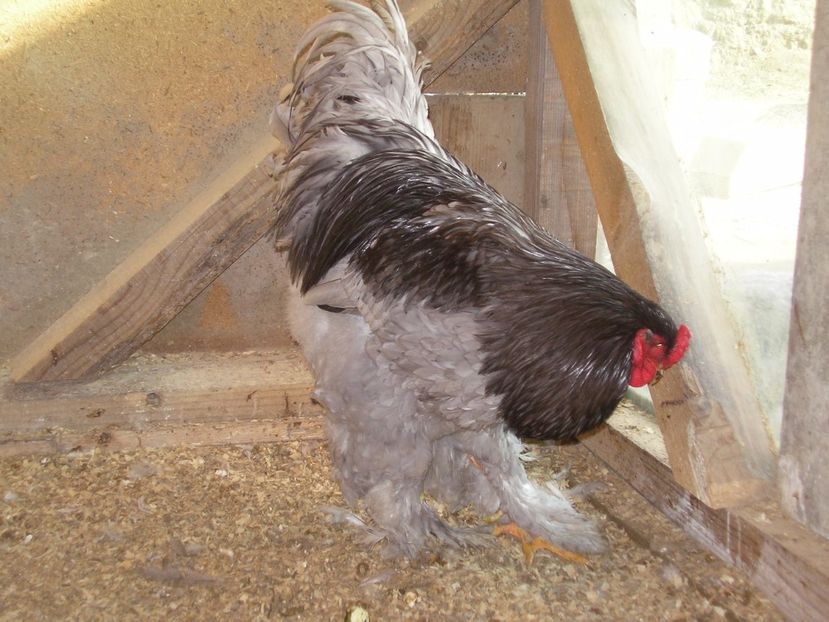 SANY0112 - Arhiva pasari vandute