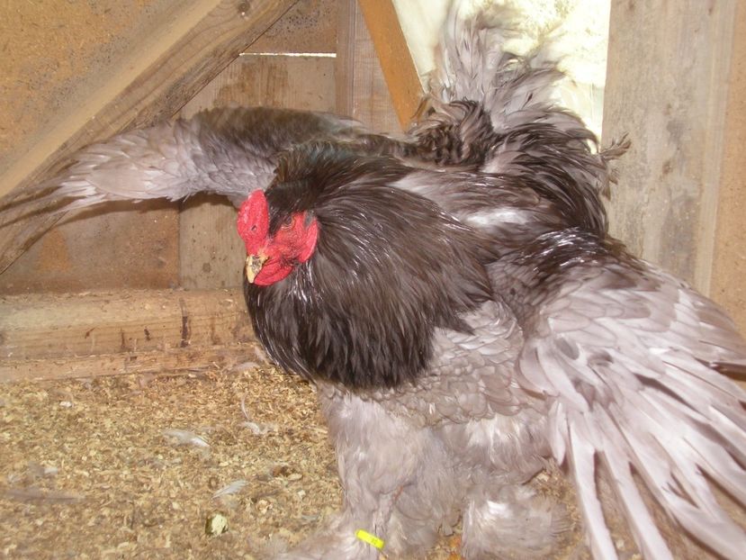 SANY0114 - Arhiva pasari vandute