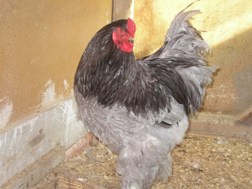 SANY0117 - Arhiva pasari vandute