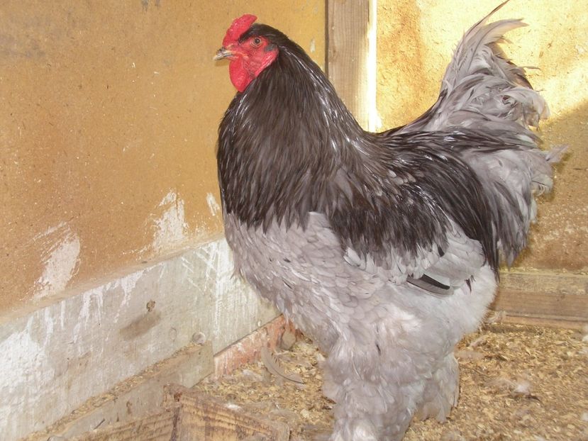 SANY0118 - Arhiva pasari vandute