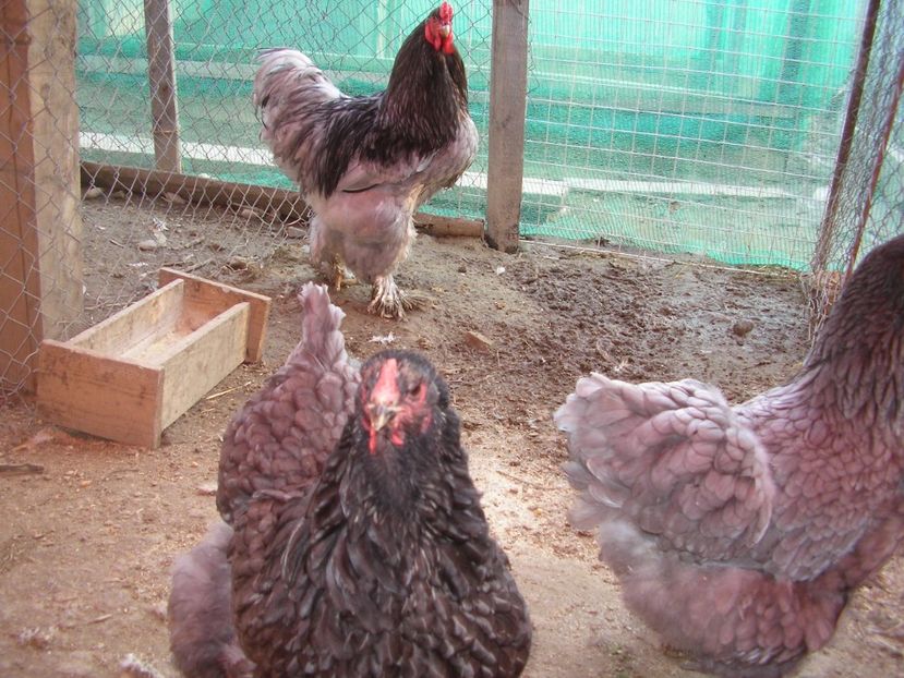 SANY0121 - Arhiva pasari vandute