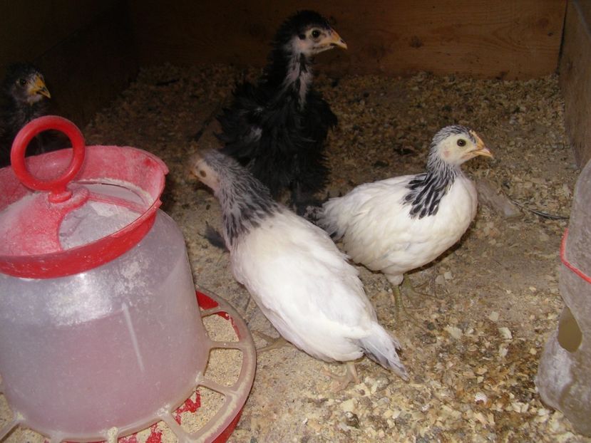 SANY0165 - Arhiva pasari vandute