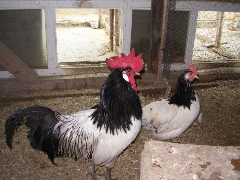 SANY0169 - Arhiva pasari vandute