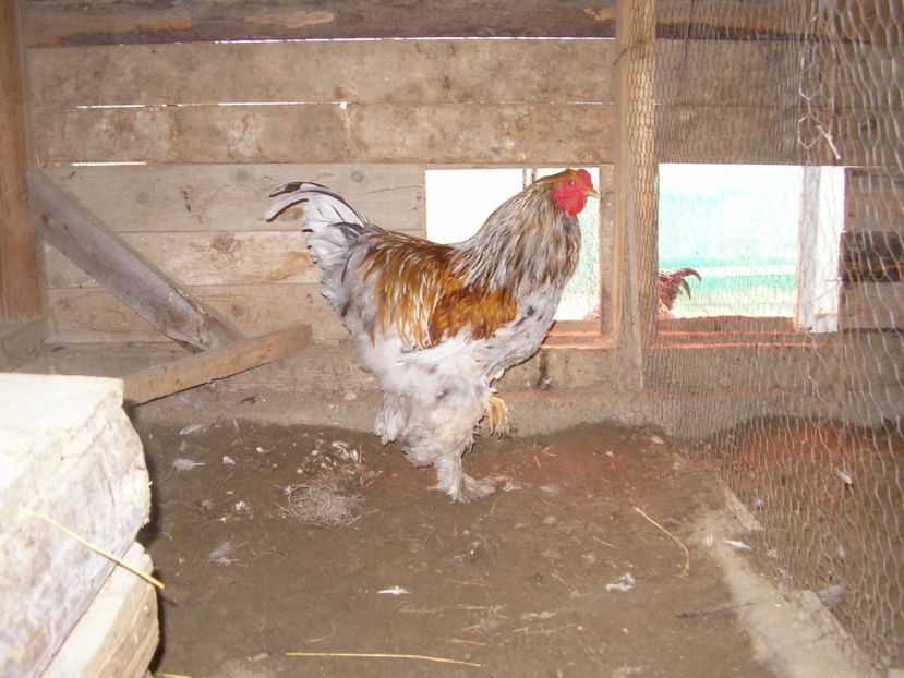 SANY0171 - Arhiva pasari vandute