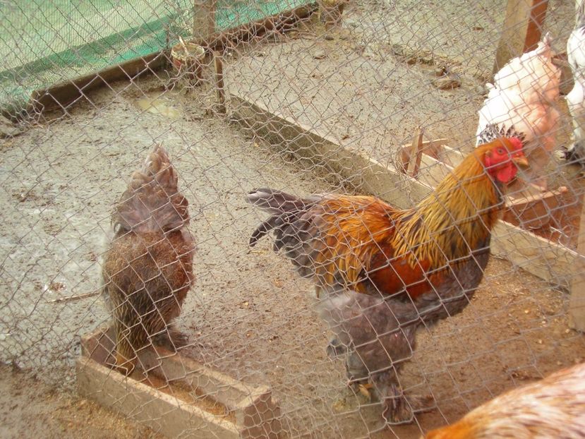 SANY0172 - Arhiva pasari vandute