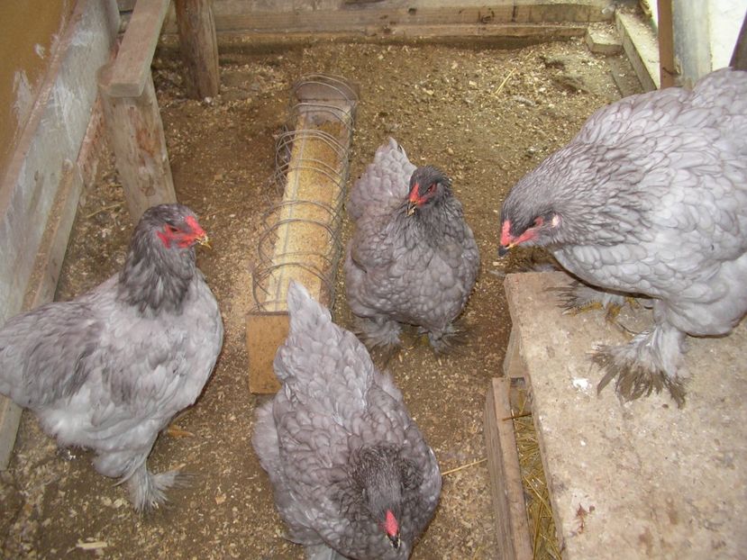 SANY0182 - Arhiva pasari vandute