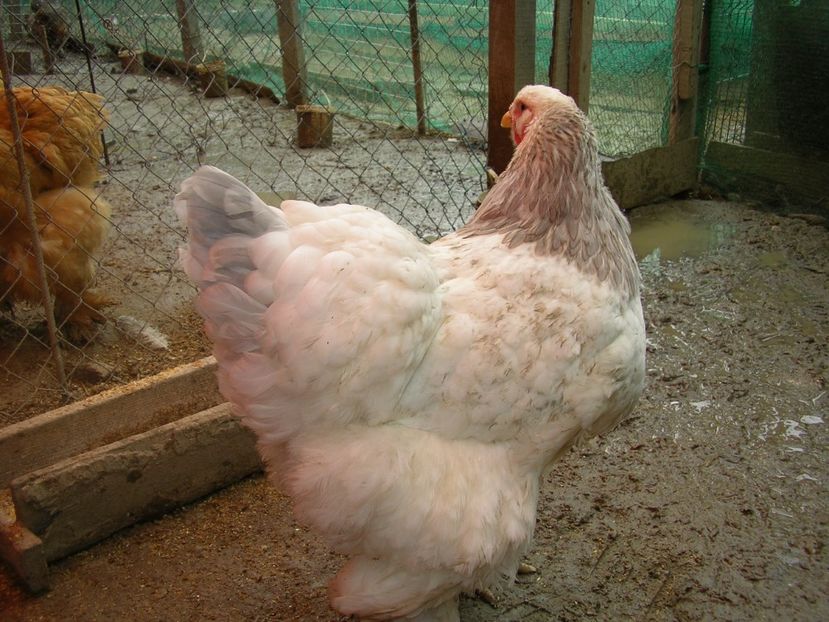 SANY0184 - Arhiva pasari vandute