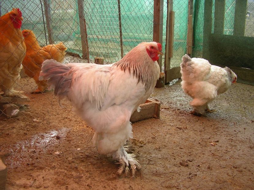 SANY0186 - Arhiva pasari vandute