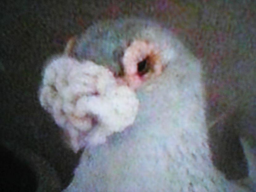  - VOIAJORI DE FRUMUSETE BAGDETI INDIENI GERMANII