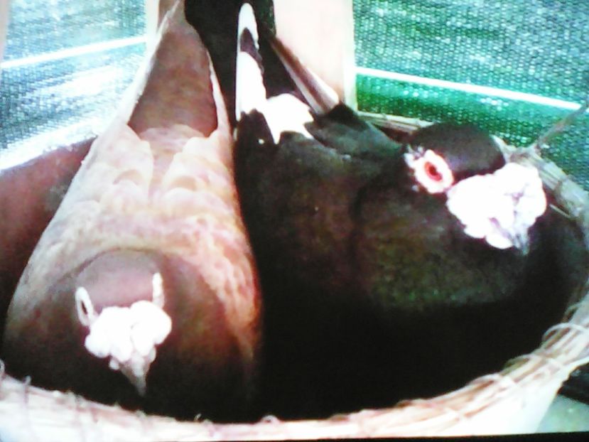 Poştari de ornament - VOIAJORI DE FRUMUSETE BAGDETI INDIENI GERMANII