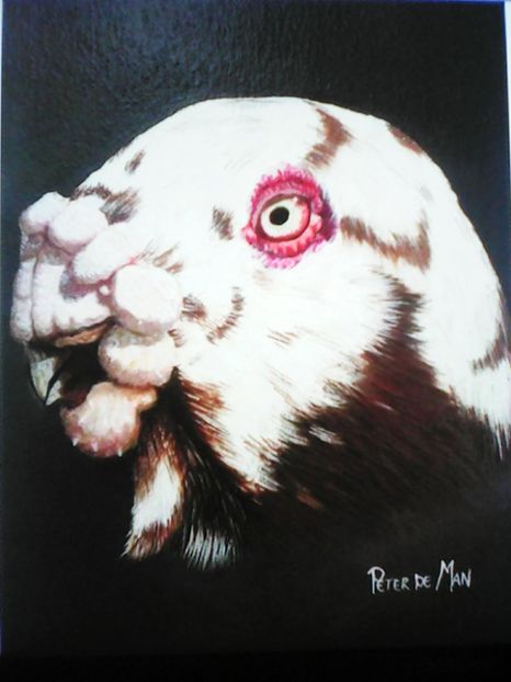 Spaniol guşat - VOIAJORI DE FRUMUSETE BAGDETI INDIENI GERMANII