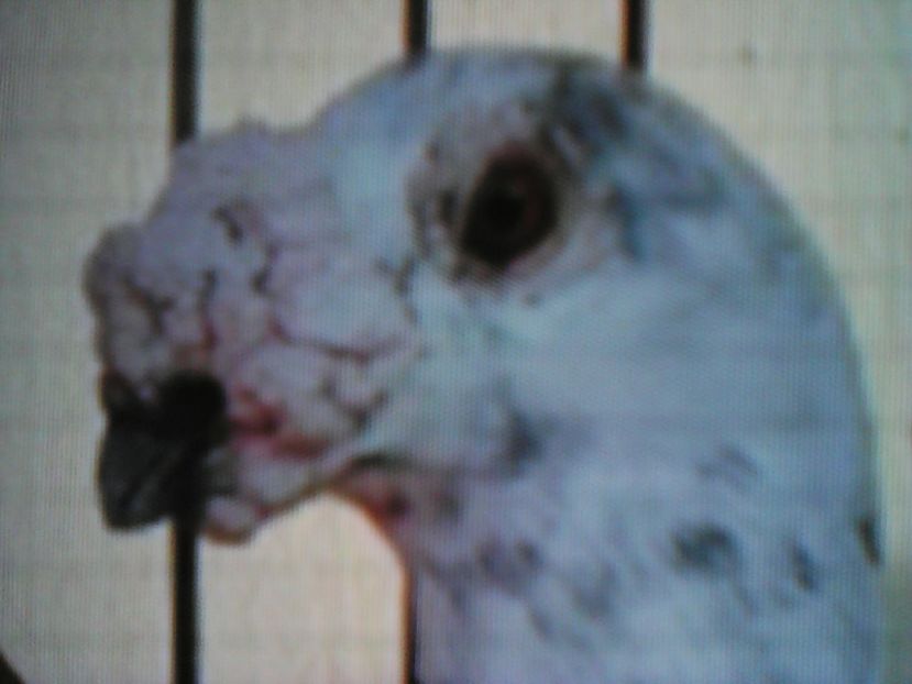  - VOIAJORI DE FRUMUSETE BAGDETI INDIENI GERMANII