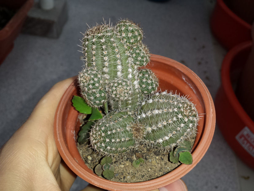  - Cactusi - 2017