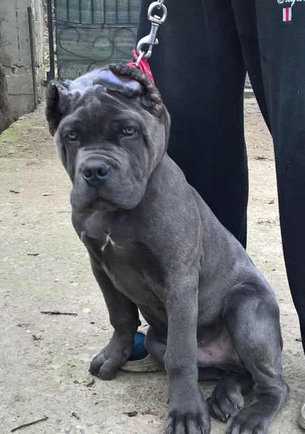 tano.4.luni - cane corso