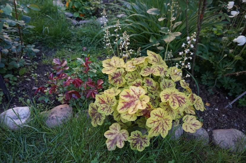  - Heuchera 2017