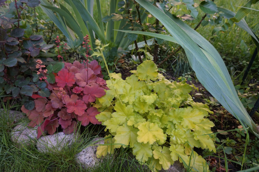  - Heuchera 2017