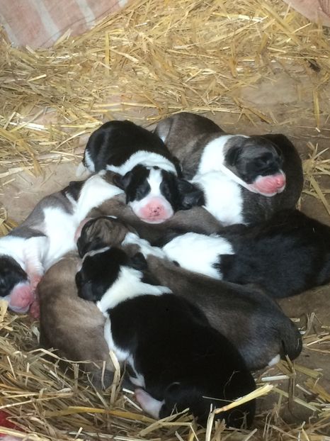 8B6F746A-D24C-4A0D-AC2E-91BE38B7F5B5 - Cateii nostri