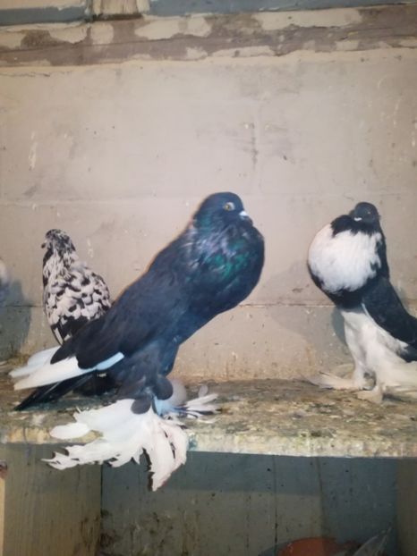  - GUSATI DE POMERANIA