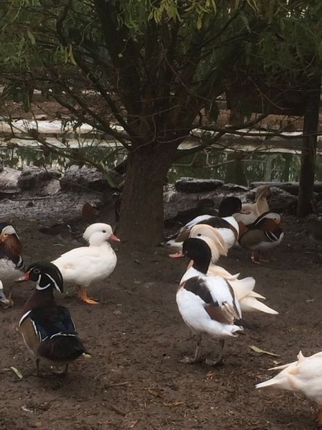 17D1A02C-1B18-499E-8B7D-A35F6FBA54D5 - De vanzare